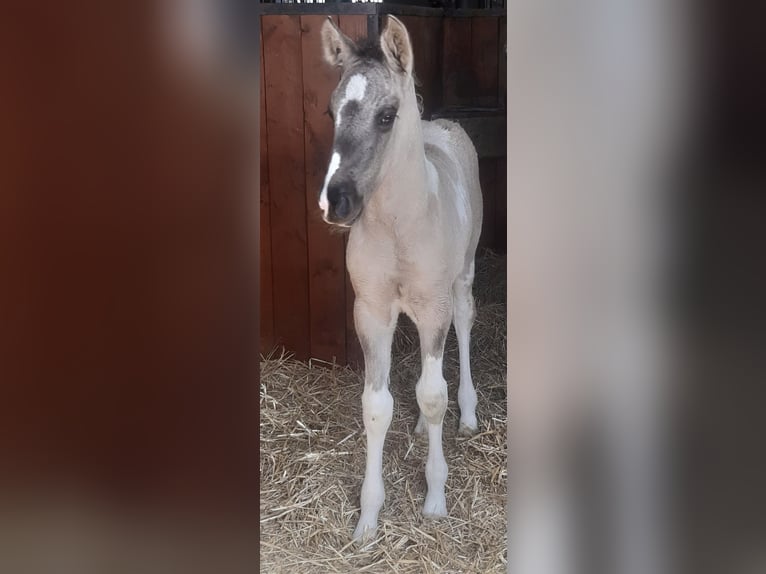 Duits rijpaard Merrie 2 Jaar 170 cm Gevlekt-paard in Weiskirchen