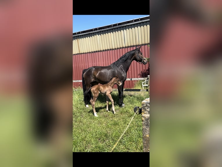 Duits rijpaard Merrie 2 Jaar 175 cm Bruin in Ostbevern