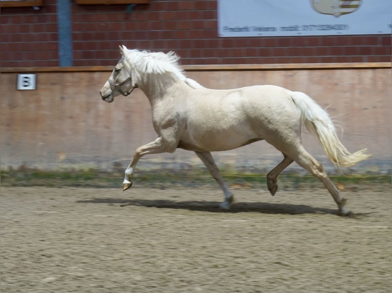 Duits rijpaard Merrie 3 Jaar 146 cm Palomino in Paderborn