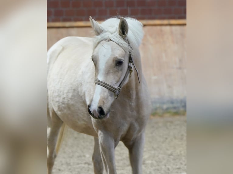 Duits rijpaard Merrie 3 Jaar 146 cm Palomino in Paderborn
