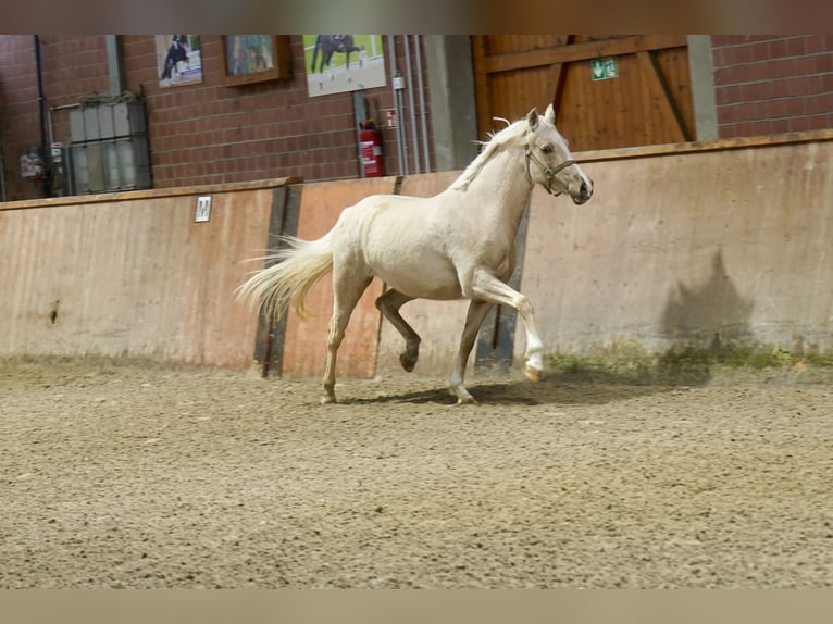 Duits rijpaard Merrie 3 Jaar 146 cm Palomino in Paderborn