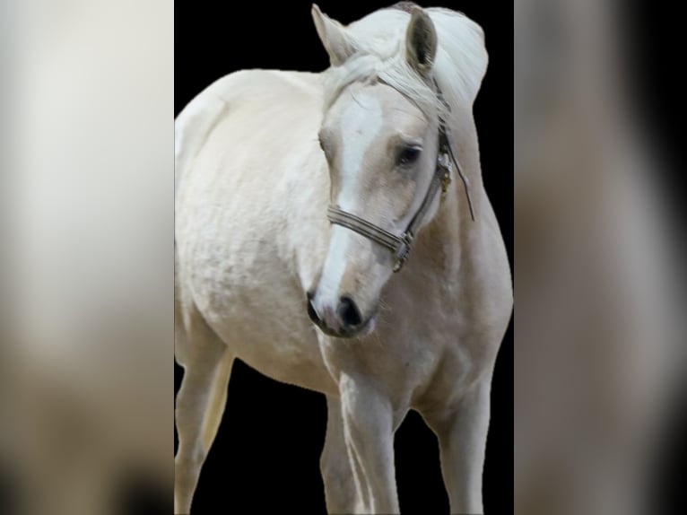 Duits rijpaard Merrie 3 Jaar 146 cm Palomino in Paderborn
