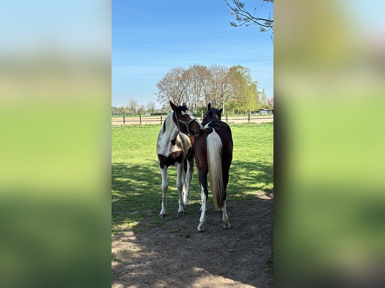 Duits rijpaard Merrie 3 Jaar 152 cm Gevlekt-paard in Kalkar