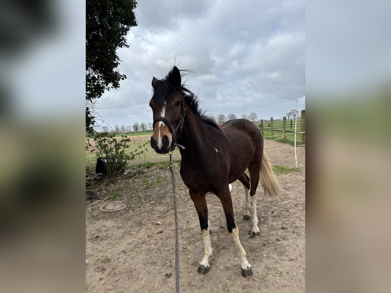 Duits rijpaard Merrie 3 Jaar 152 cm Gevlekt-paard in Kalkar