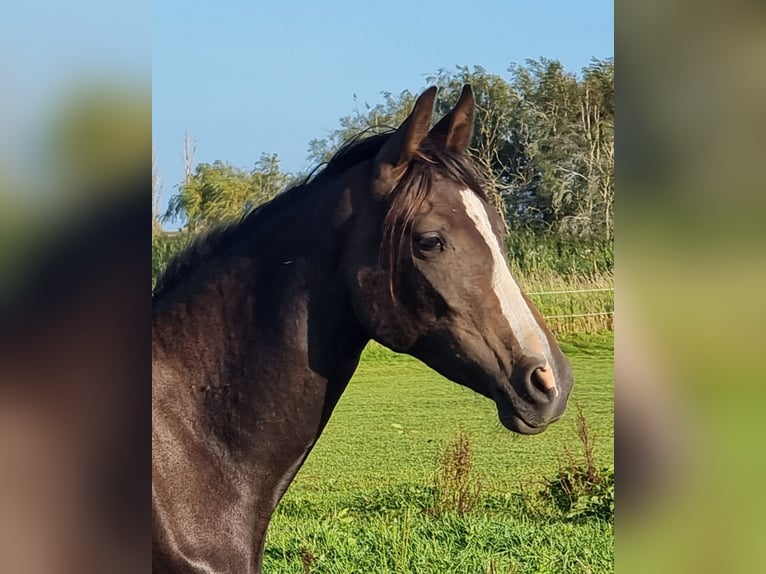 Duits rijpaard Merrie 3 Jaar 153 cm Bruin in Brodersby