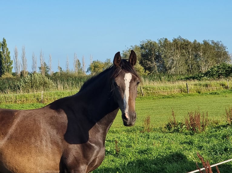 Duits rijpaard Merrie 3 Jaar 153 cm Bruin in Brodersby