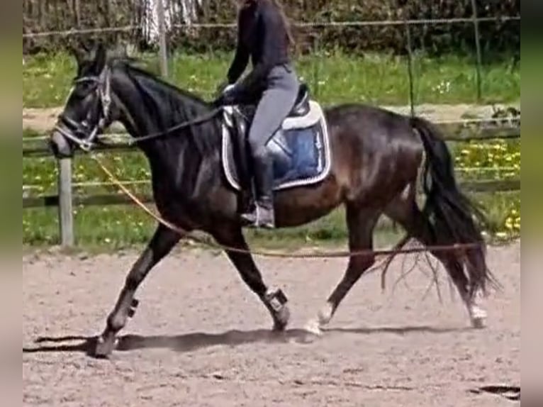 Duits rijpaard Merrie 3 Jaar 153 cm Bruin in Brodersby