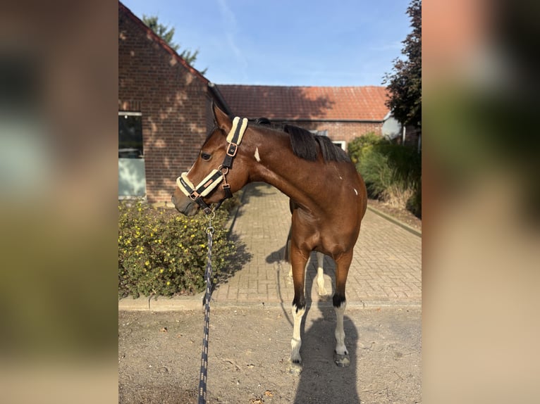 Duits rijpaard Merrie 3 Jaar 153 cm Tobiano-alle-kleuren in Kalkar