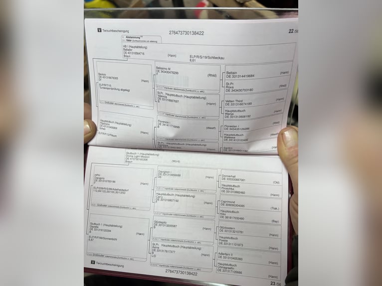 Duits rijpaard Merrie 3 Jaar 160 cm Donkerbruin in Crailsheim