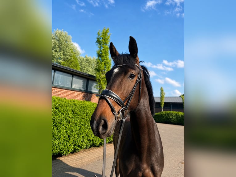 Duits rijpaard Merrie 3 Jaar 163 cm Bruin in Bemmel