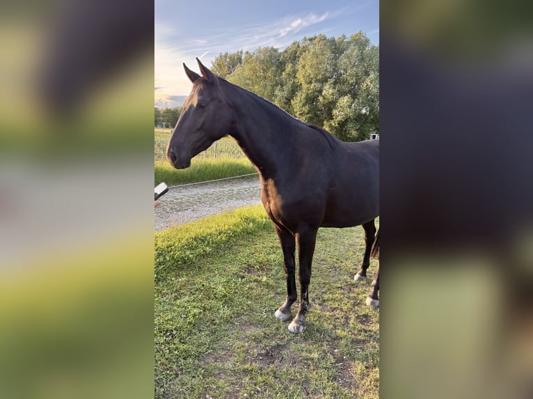 Duits rijpaard Merrie 3 Jaar 164 cm Zwart in Weilheim an der TecK