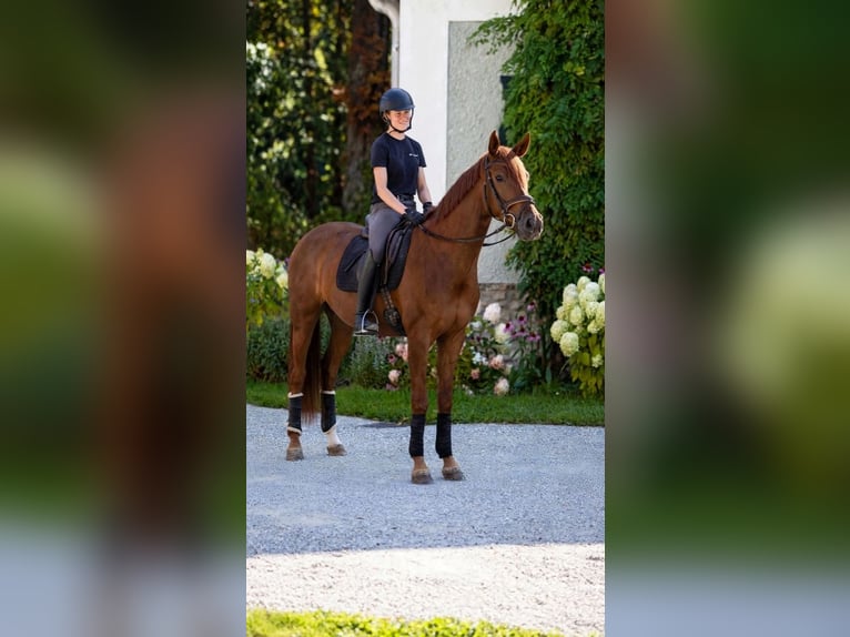 Duits rijpaard Merrie 3 Jaar 165 cm Vos in Jaidhof
