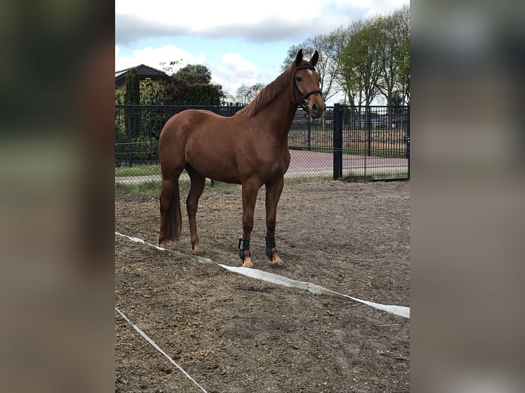 Duits rijpaard Merrie 3 Jaar 165 cm Vos in St. Willebrord