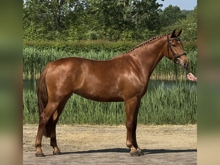Duits rijpaard Merrie 3 Jaar 165 cm Vos in St. Willebrord