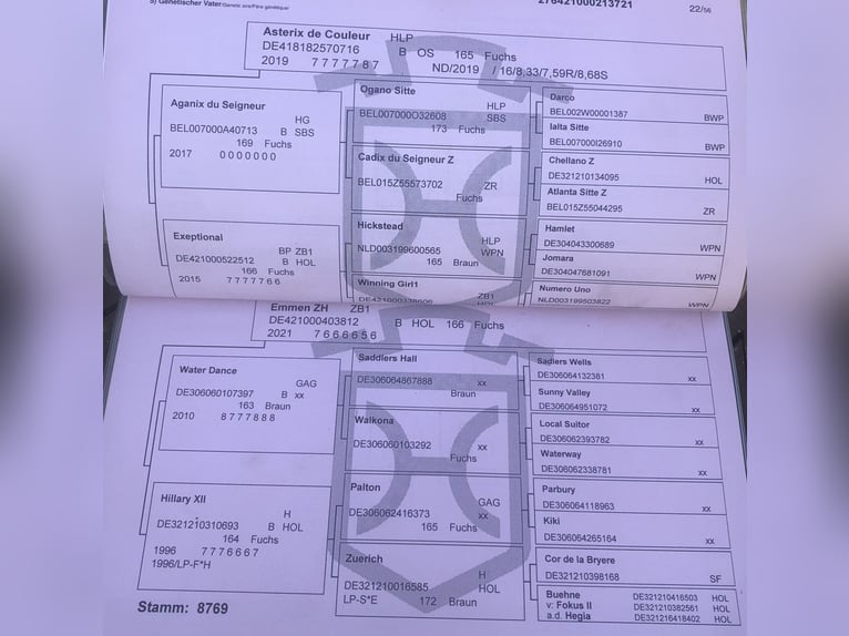 Duits rijpaard Merrie 3 Jaar 168 cm Vos in Lienen