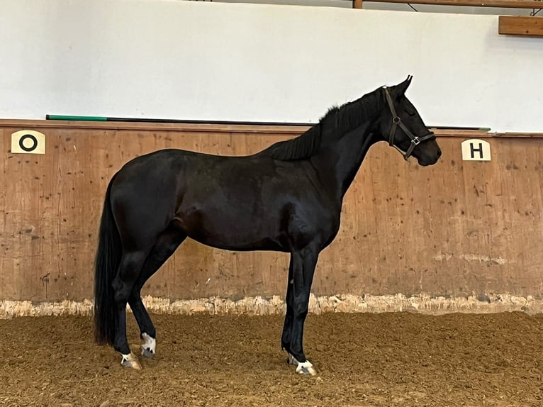 Duits rijpaard Merrie 3 Jaar 168 cm Zwartbruin in Schäftlarn