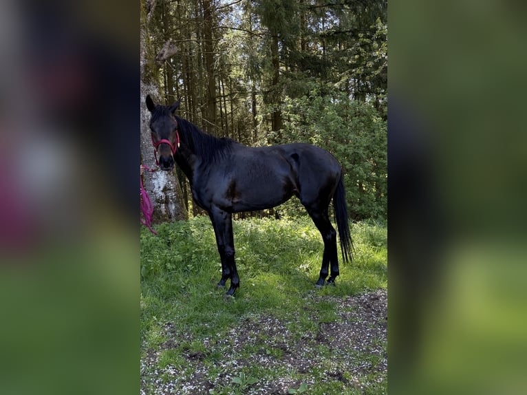 Duits rijpaard Merrie 4 Jaar 155 cm Donkerbruin in Mehren