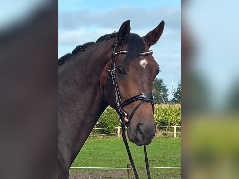 Duits rijpaard Merrie 4 Jaar 160 cm Donkerbruin in Süderlügum