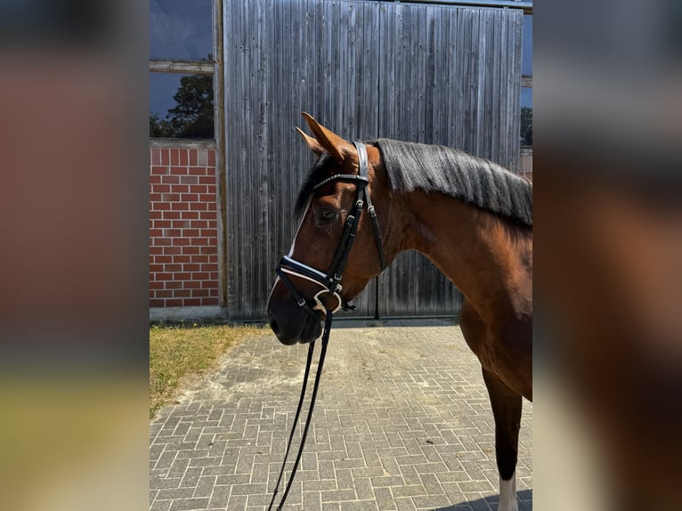 Duits rijpaard Merrie 4 Jaar 163 cm Donkere-vos in Emsdetten