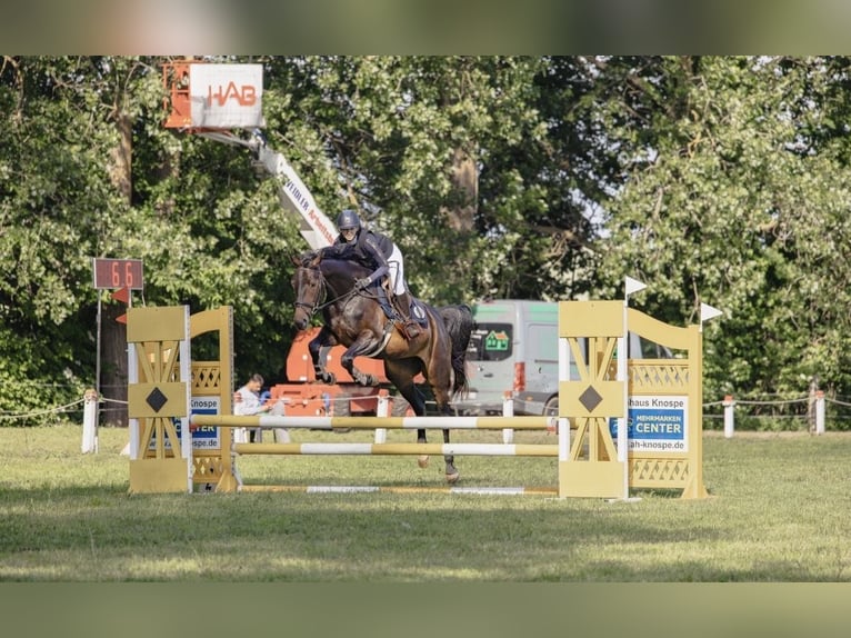 Duits rijpaard Merrie 4 Jaar 164 cm Donkerbruin in Gribow