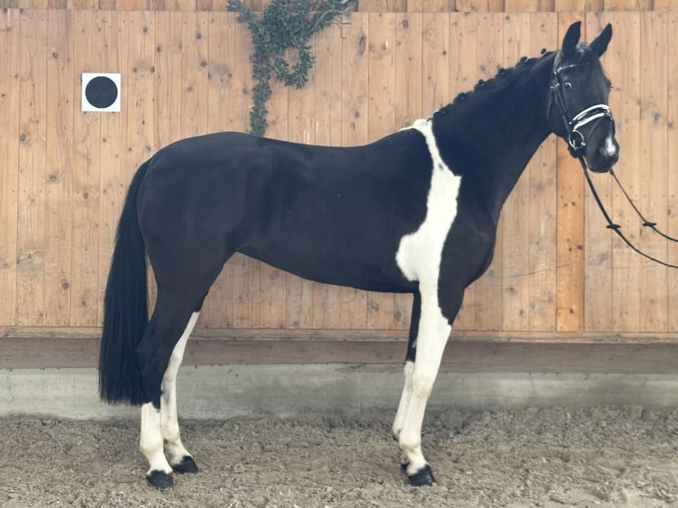 Duits rijpaard Merrie 4 Jaar 164 cm Gevlekt-paard in Riedlingen