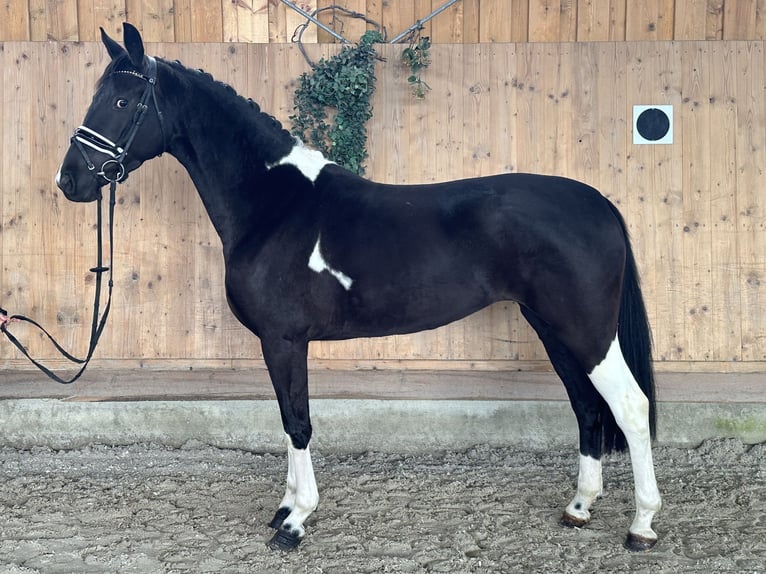 Duits rijpaard Merrie 4 Jaar 164 cm Gevlekt-paard in Riedlingen