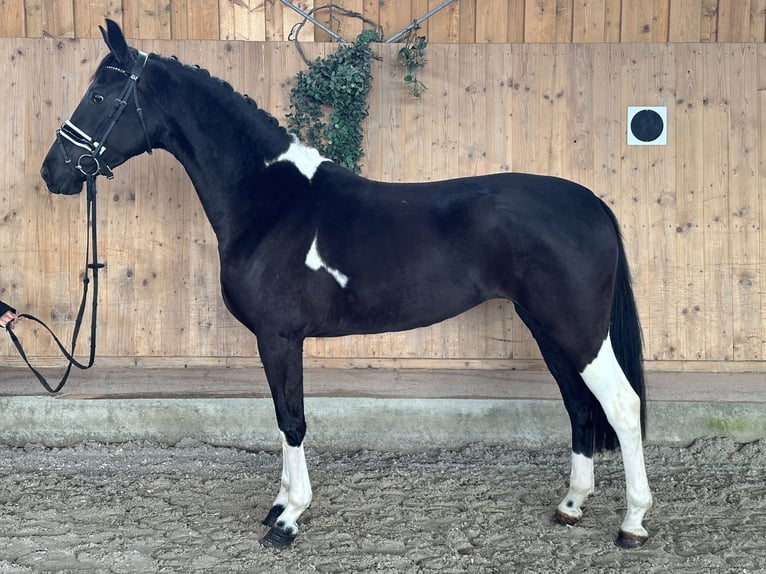 Duits rijpaard Merrie 4 Jaar 164 cm Gevlekt-paard in Riedlingen