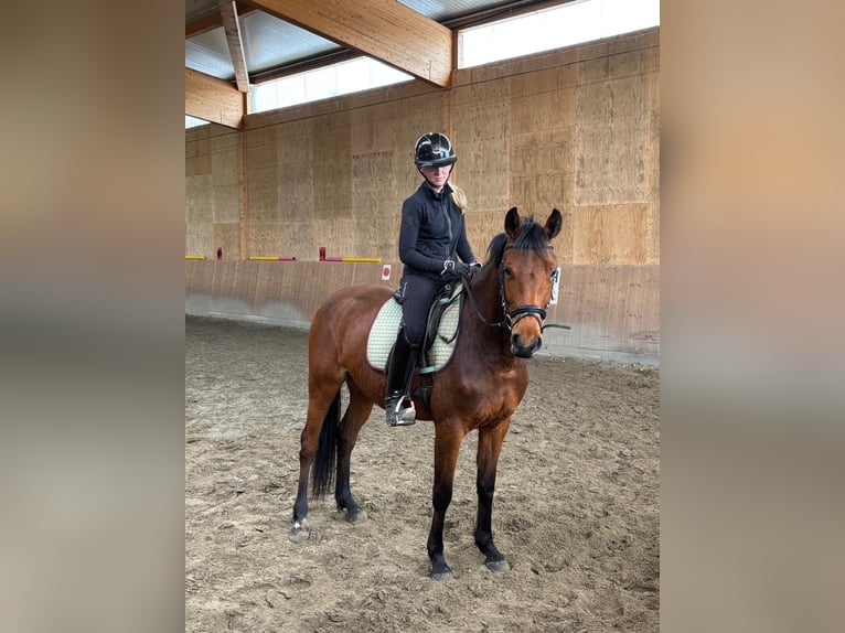 Duits rijpaard Merrie 4 Jaar 164 cm Lichtbruin in Horst