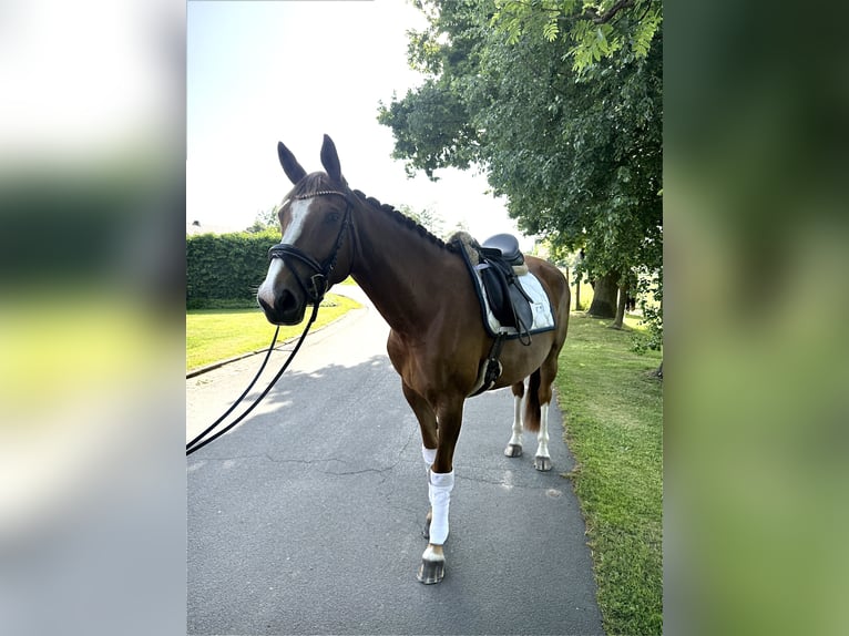 Duits rijpaard Merrie 4 Jaar 164 cm Vos in MoormerlandMoormerland