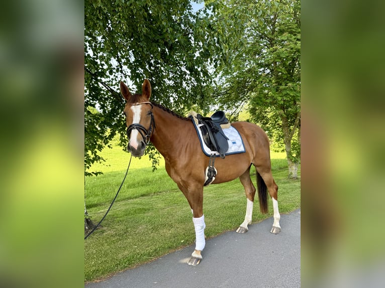 Duits rijpaard Merrie 4 Jaar 164 cm Vos in MoormerlandMoormerland