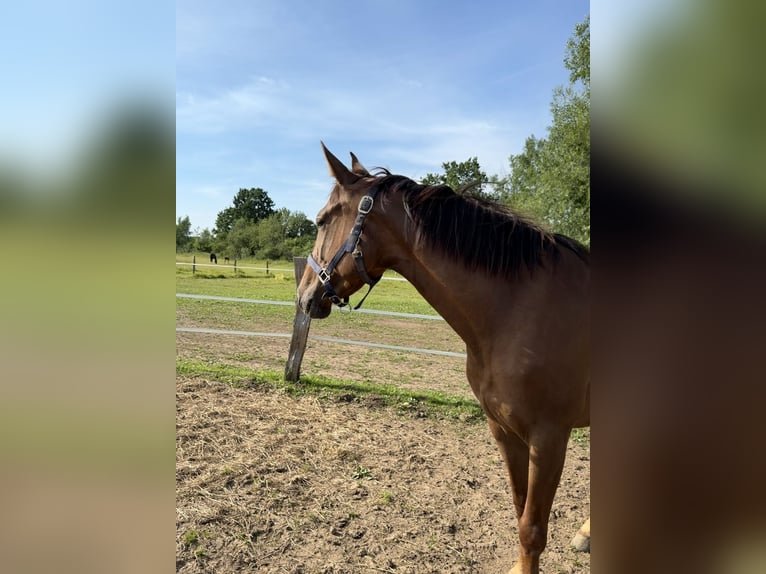 Duits rijpaard Merrie 4 Jaar 164 cm Vos in Euskirchen