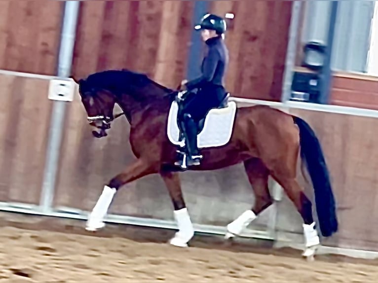 Duits rijpaard Merrie 4 Jaar 165 cm Bruin in Recke, bei Osnabr&#xFC;ck