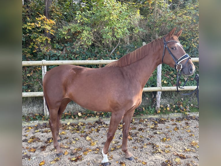 Duits rijpaard Merrie 4 Jaar 165 cm Vos in Eurasburg