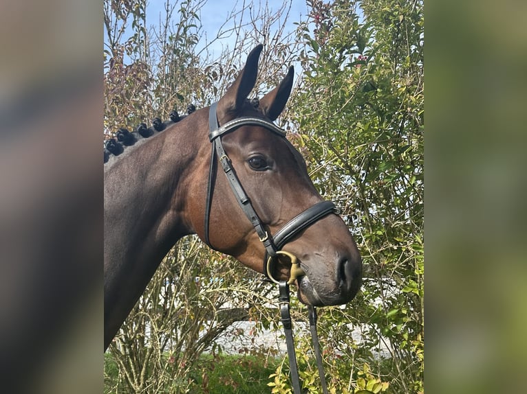 Duits rijpaard Merrie 4 Jaar 168 cm Donkerbruin in Unterneukirchen