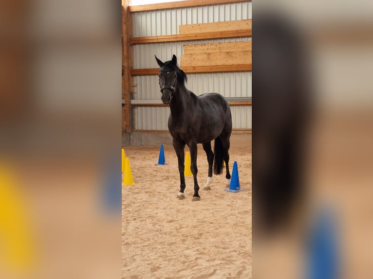 Duits rijpaard Merrie 4 Jaar 168 cm Zwart in Lauterstein