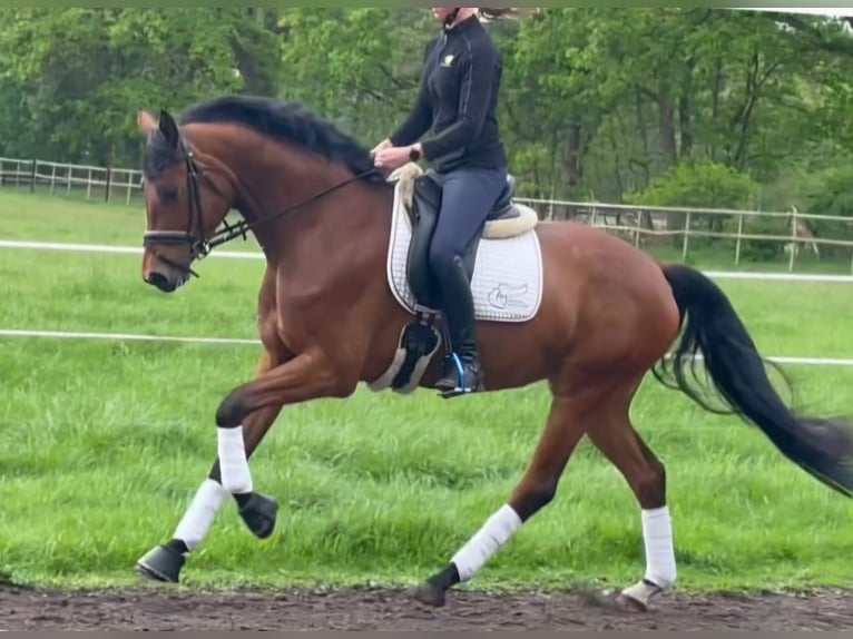Duits rijpaard Merrie 4 Jaar 169 cm Bruin in Visselhövede