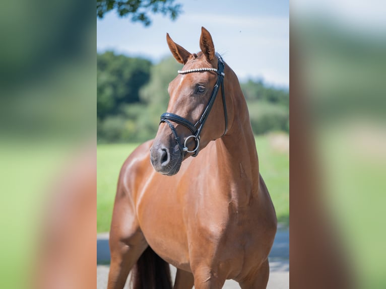 Duits rijpaard Merrie 4 Jaar 169 cm Donkere-vos in Bramsche
