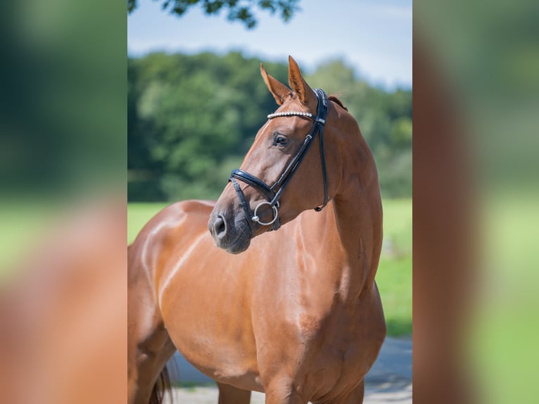 Duits rijpaard Merrie 4 Jaar 169 cm Donkere-vos in Bramsche
