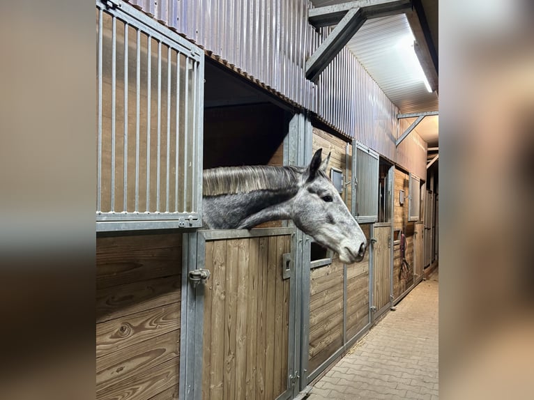 Duits rijpaard Merrie 4 Jaar 170 cm Appelschimmel in Wittichenau