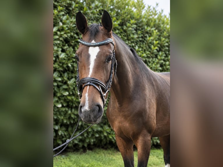 Duits rijpaard Merrie 4 Jaar 170 cm Bruin in Issum-Sevelen