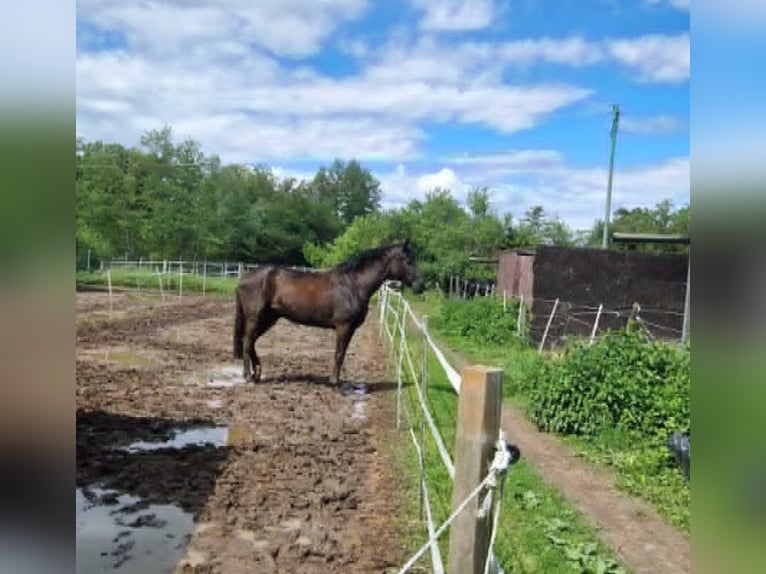 Duits rijpaard Merrie 4 Jaar 170 cm Donkerbruin in Eggenstein-Leopoldshafen