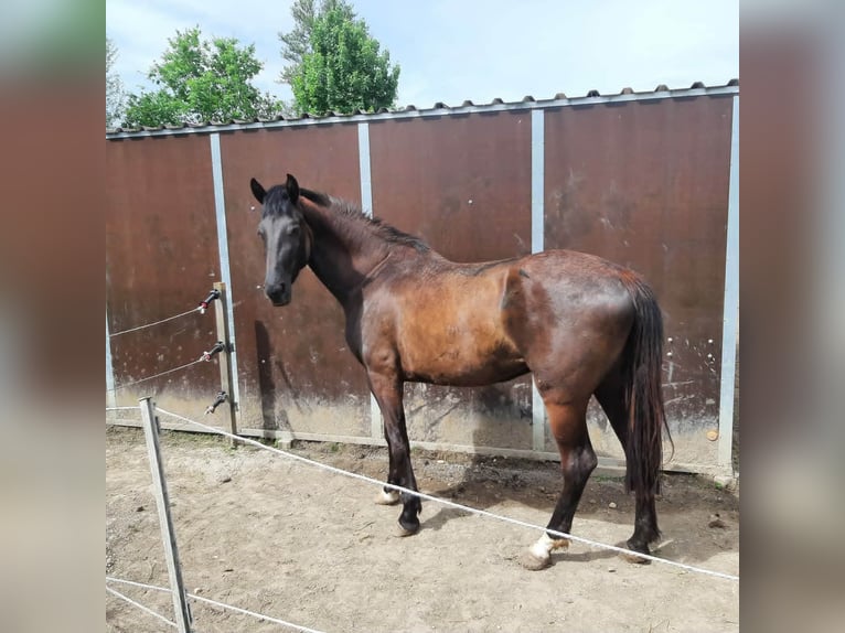 Duits rijpaard Merrie 4 Jaar 170 cm Donkerbruin in Eggenstein-Leopoldshafen