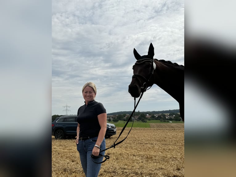 Duits rijpaard Merrie 4 Jaar 176 cm Donkerbruin in Königheim