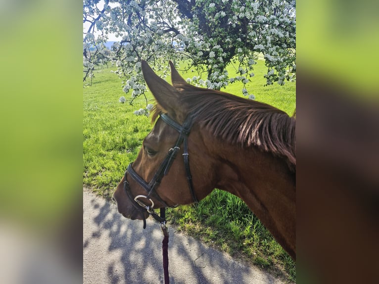 Duits rijpaard Merrie 4 Jaar 177 cm Vos in Lindau (Bodensee)