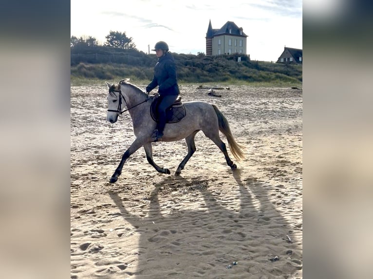 Duits rijpaard Mix Merrie 5 Jaar 151 cm Roan-Blue in Cabourg