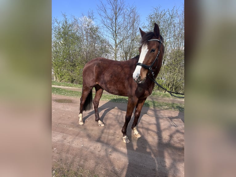 Duits rijpaard Mix Merrie 5 Jaar 153 cm Donkere-vos in Emmerich