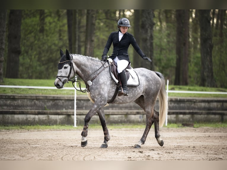 Duits rijpaard Merrie 5 Jaar 158 cm Schimmel in Nettetal