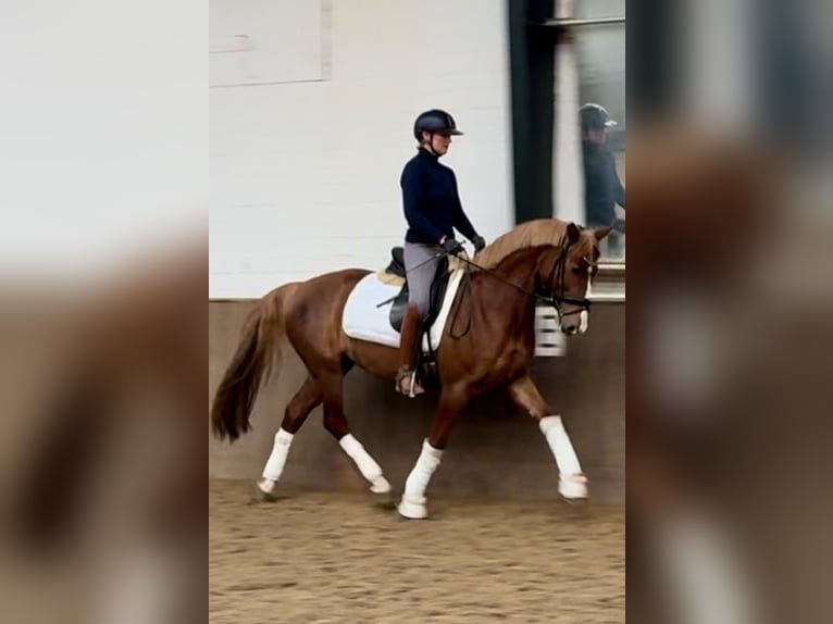 Duits rijpaard Merrie 5 Jaar 160 cm Donkere-vos in Greven