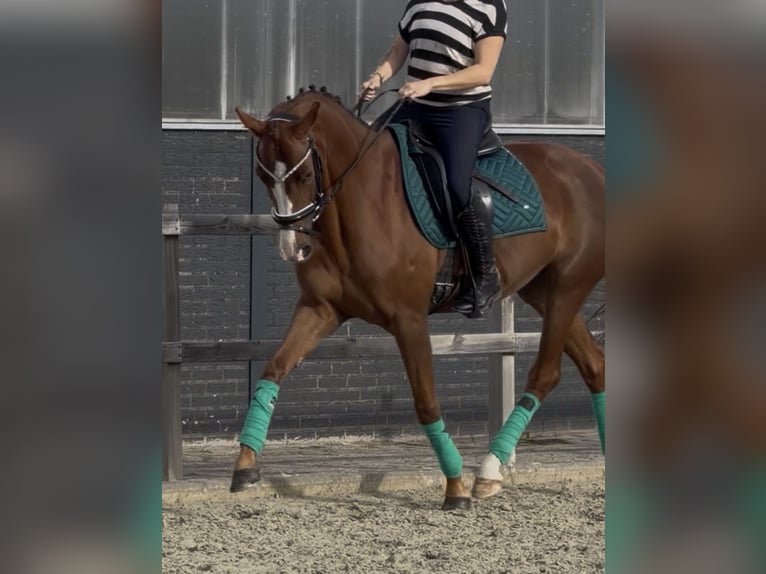Duits rijpaard Merrie 5 Jaar 162 cm Vos in Nettetal
