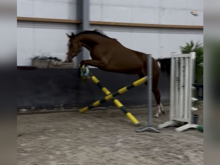Duits rijpaard Merrie 5 Jaar 162 cm Vos in Nettetal